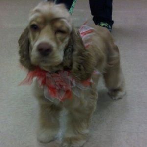 Meet your Posher, Joseph